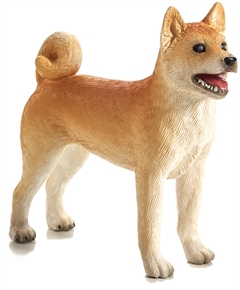 Mojo Shiba hund